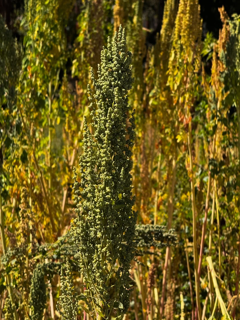 Crops growing at origin in Peru