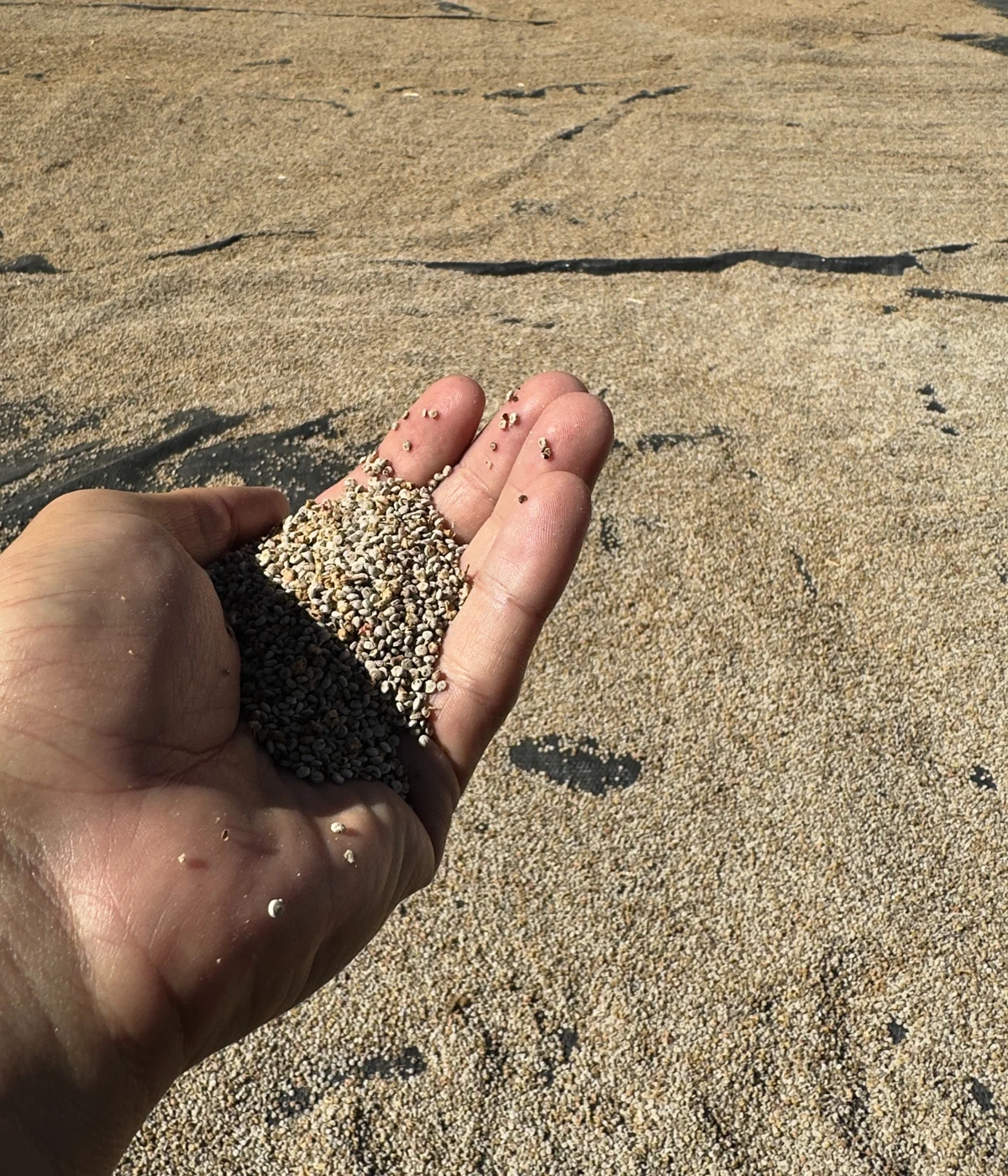 Grain held in a hand at agricultural origin